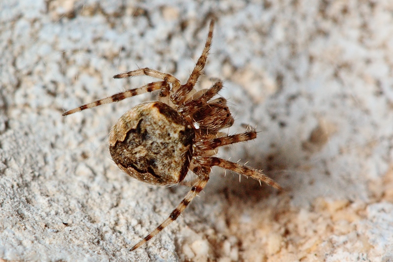 Neoscona subfusca - Malta